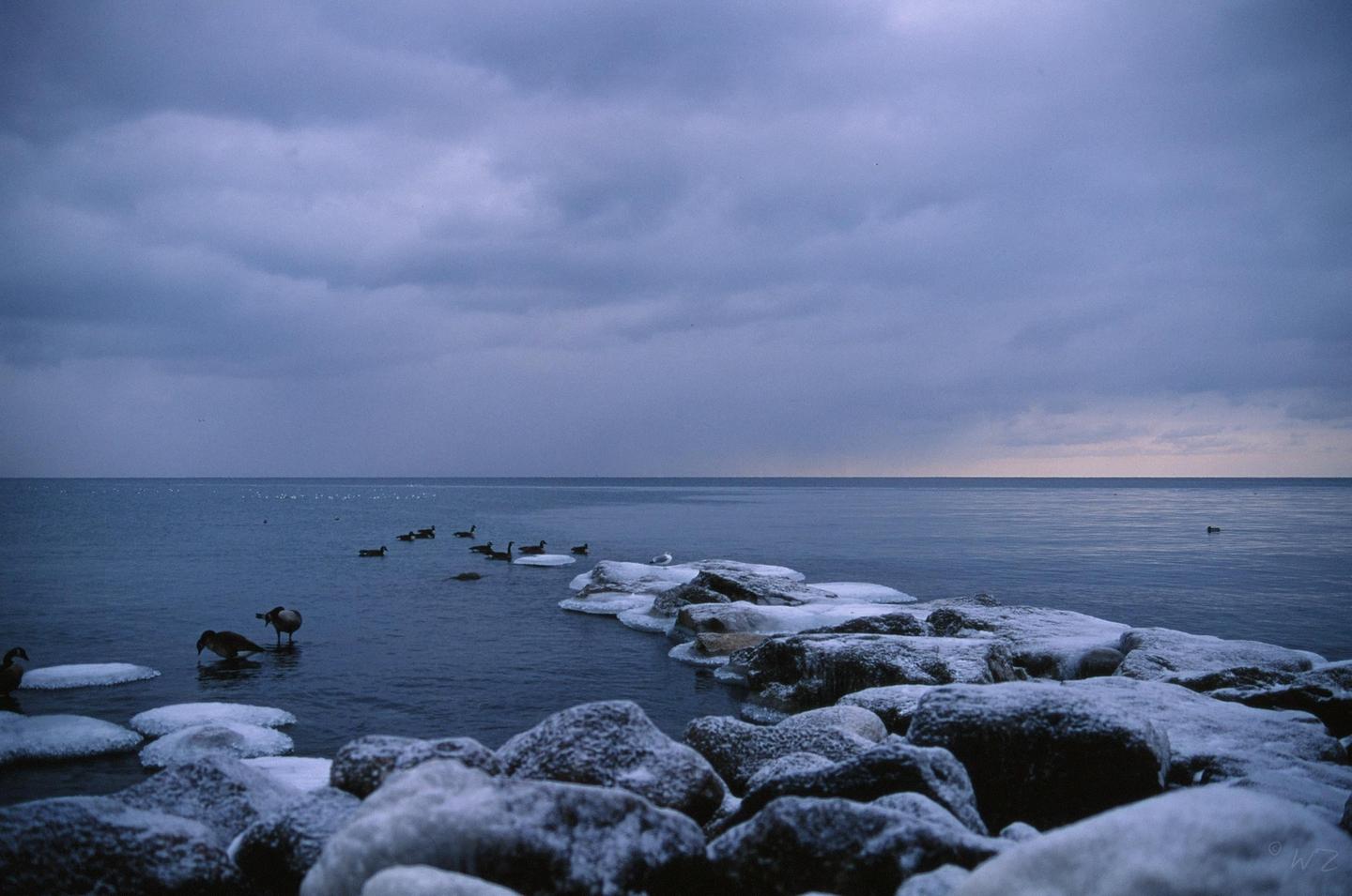 A flock of ducks swims in a body of water with ice-covered rocks in the foreground under a cloudy sky.
