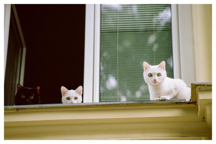 Three cats look out from a window, with one white cat sitting on the ledge and two cats peeking from inside.