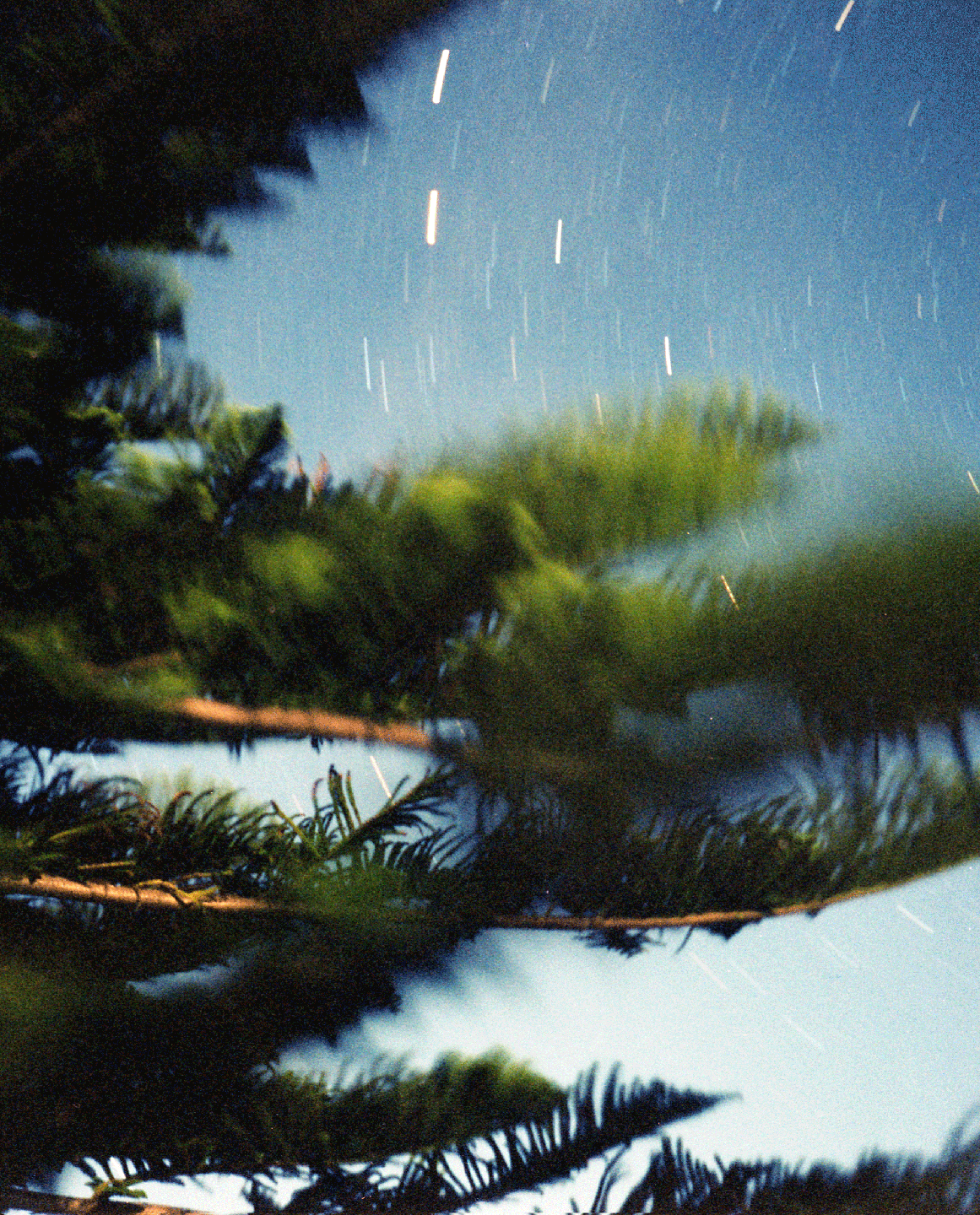 Pine tree branches are visible against a blue sky with star trails.