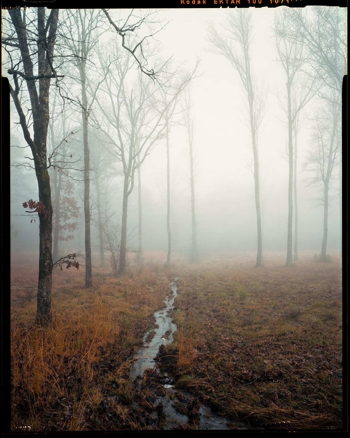 A narrow stream winds through a clearing with tall, bare trees shrouded in fog.