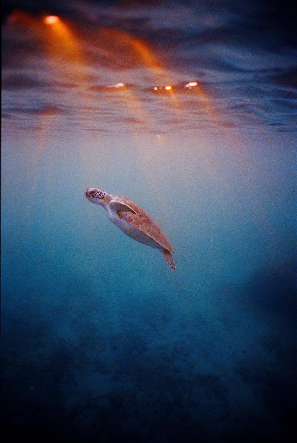A sea turtle swims underwater with light rays visible from the surface.