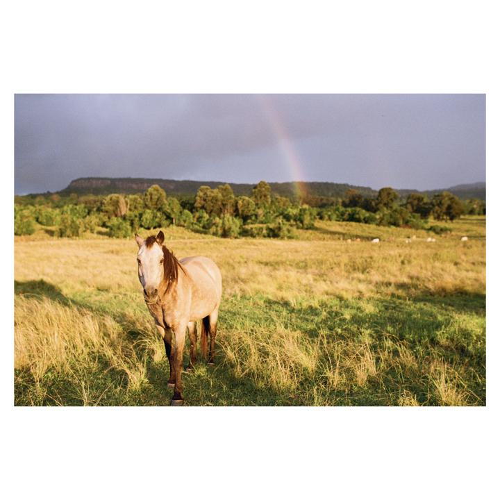 A horse stands in a grassy field with a rainbow in the background.