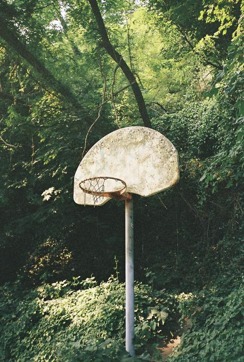 An old basketball hoop stands amidst an overgrown, leafy forest.