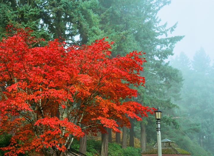A vibrant red maple tree stands out against a foggy forest of green evergreen trees, with a street lamp and a small roof visible in the lower right.