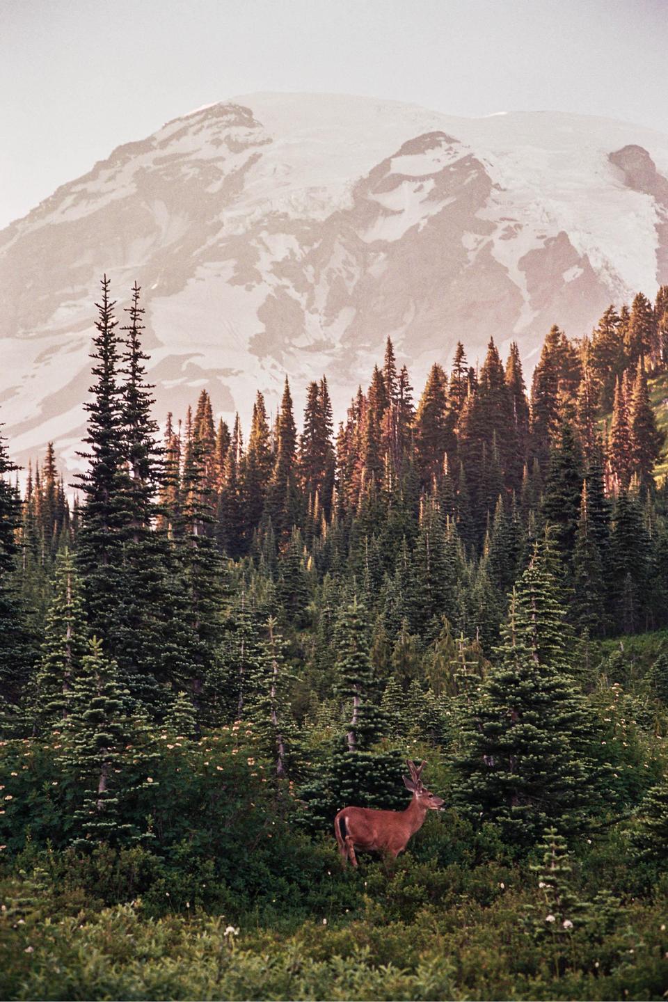 A deer stands in a forest with a snow-capped mountain in the background.