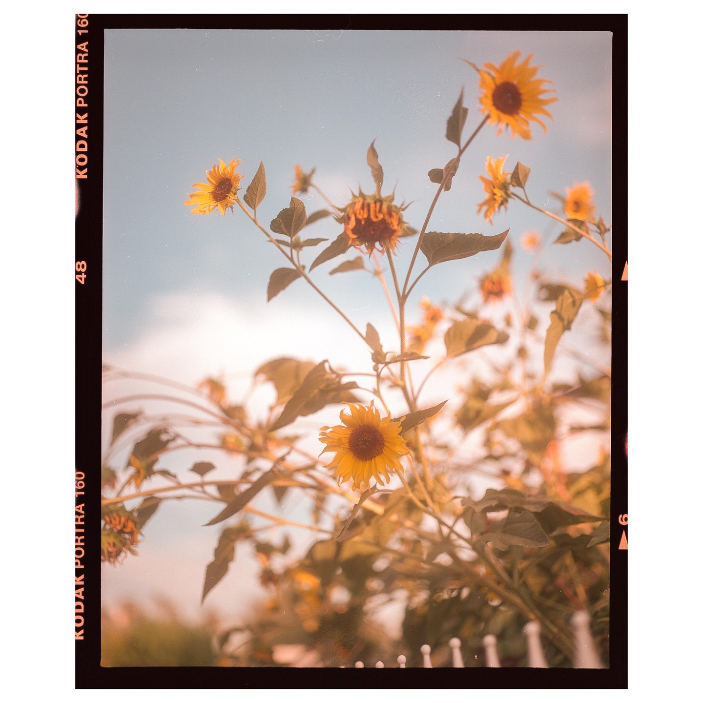 Several sunflowers are shown against a light blue sky with a white fence visible at the bottom.