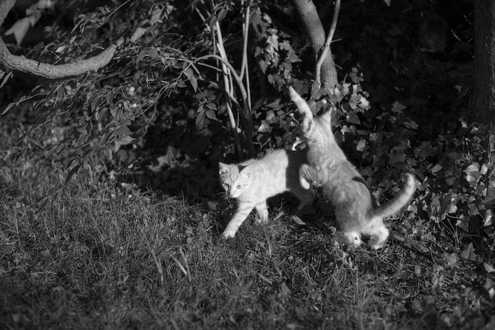 Two kittens play in a garden with one kitten pouncing on the other.