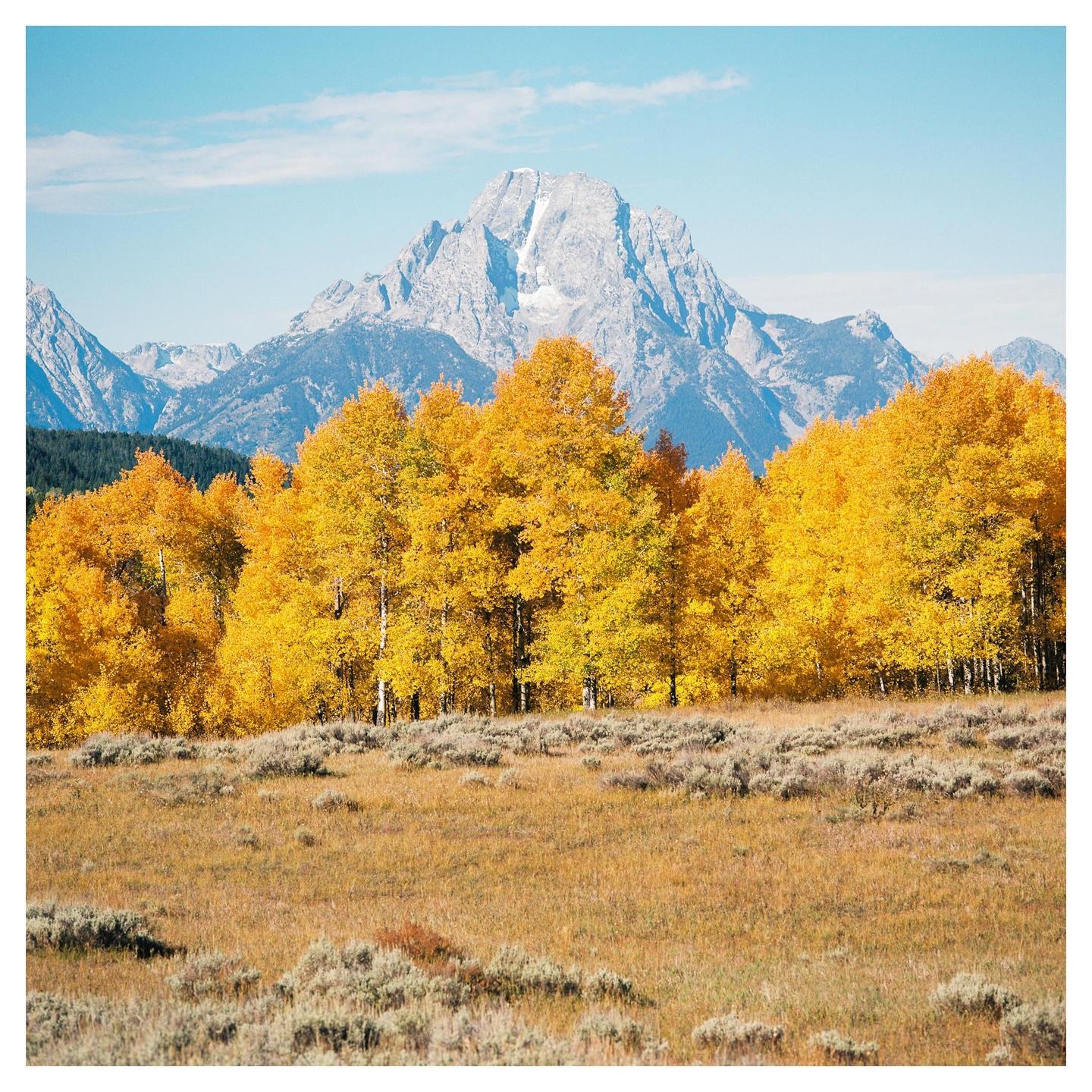 A field of dry grass and sagebrush leads to a line of golden aspen trees with a large mountain in the background under a blue sky.