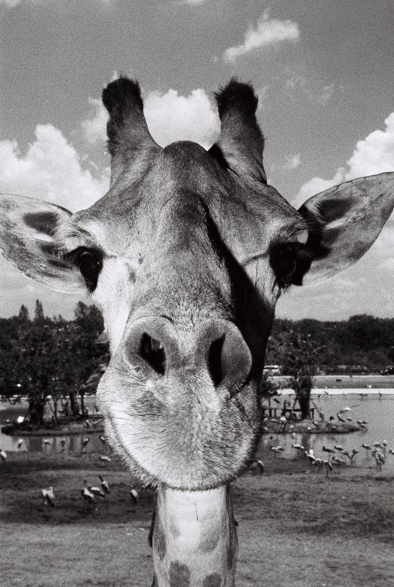 A giraffe's head is seen in a close-up, looking directly at the viewer, with a body of water and birds in the background.