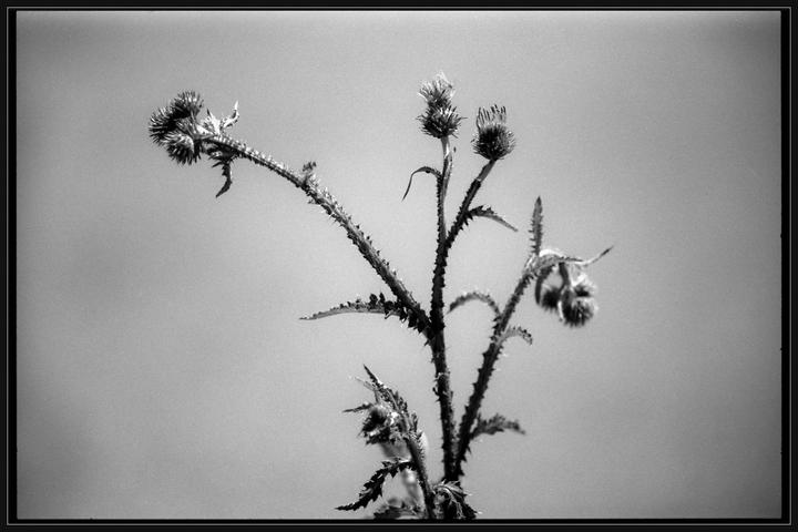 A black and white close-up shows a thistle plant with several spiky buds against a plain background.
