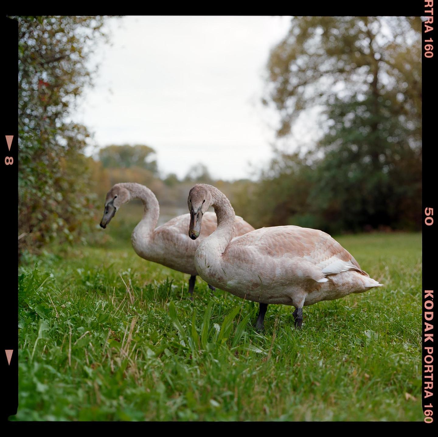 Two young swans stand in green grass with trees and a body of water in the background.