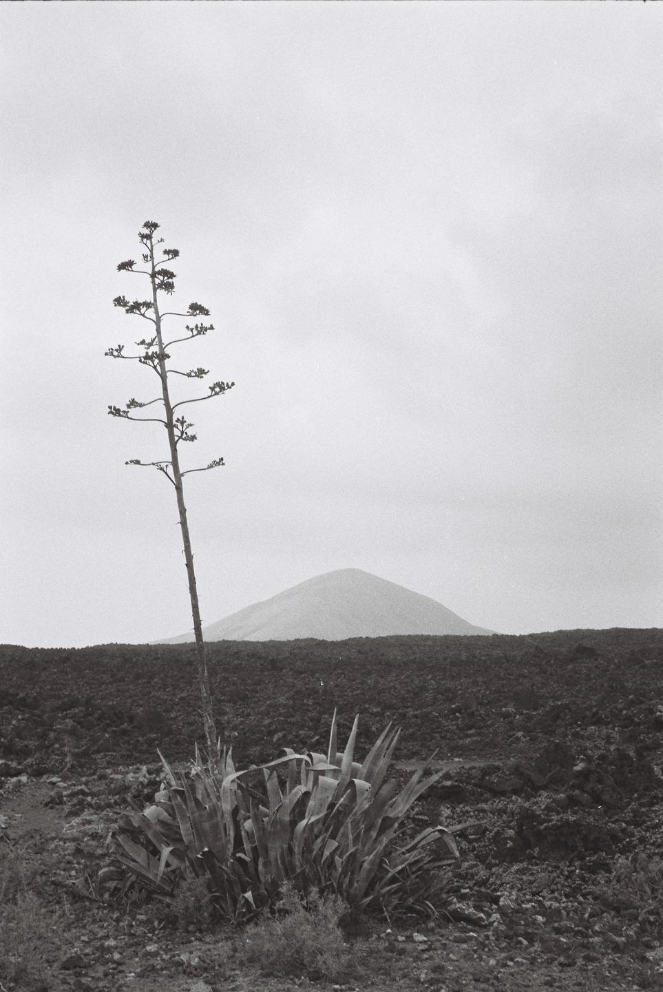 An agave plant with a tall stalk stands in a lava field with a mountain in the background.