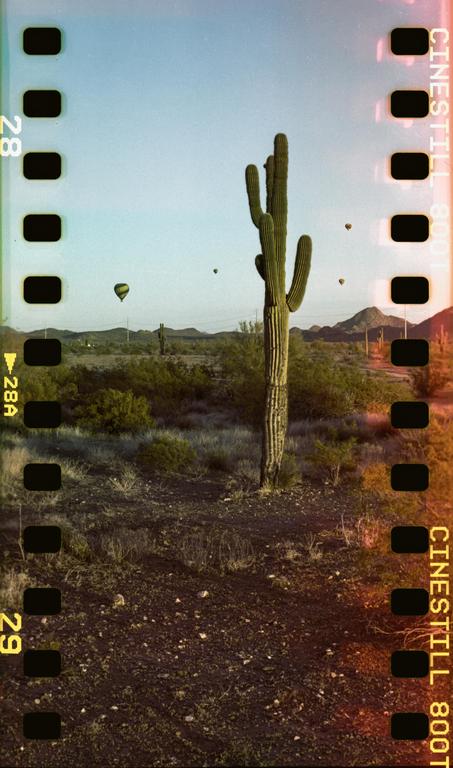 A saguaro cactus stands tall in a desert landscape with hot air balloons in the distance.