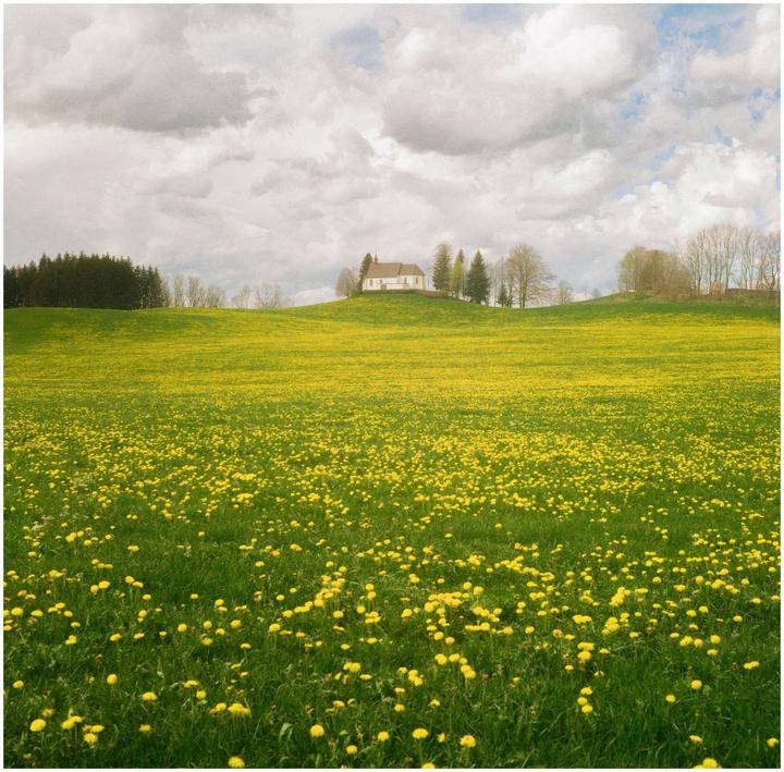 A white church sits on a hill overlooking a field of yellow flowers under a cloudy sky.
