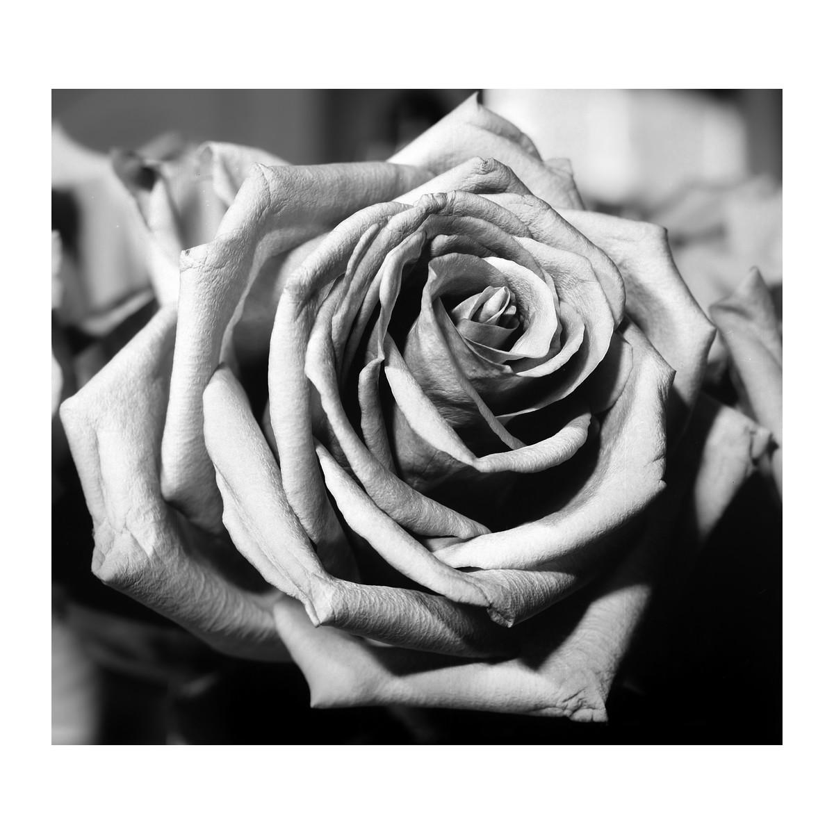 A single rose is shown in black and white, with its petals unfurling towards the center.
