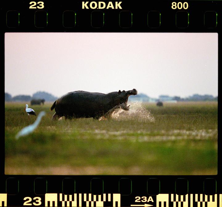 A hippopotamus with its mouth open is running through shallow water, creating a splash, with a stork standing nearby in a grassy field.