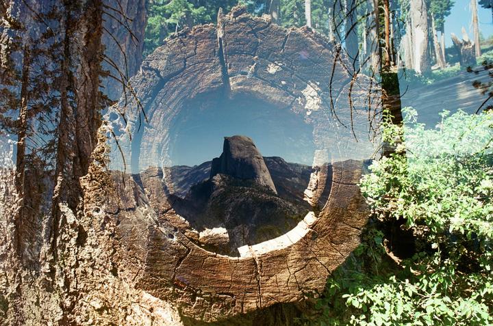 A double exposure shows a view of Half Dome through a tree trunk.