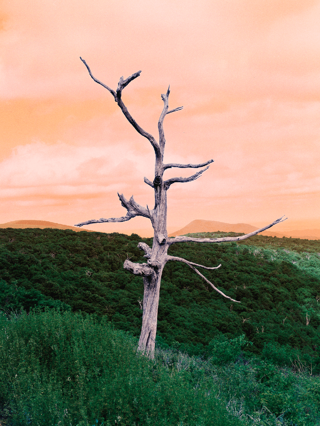 A dead tree stands on a hill covered in green foliage under an orange sky.