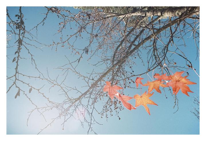 Bare tree branches with a few orange leaves are visible against a clear blue sky.