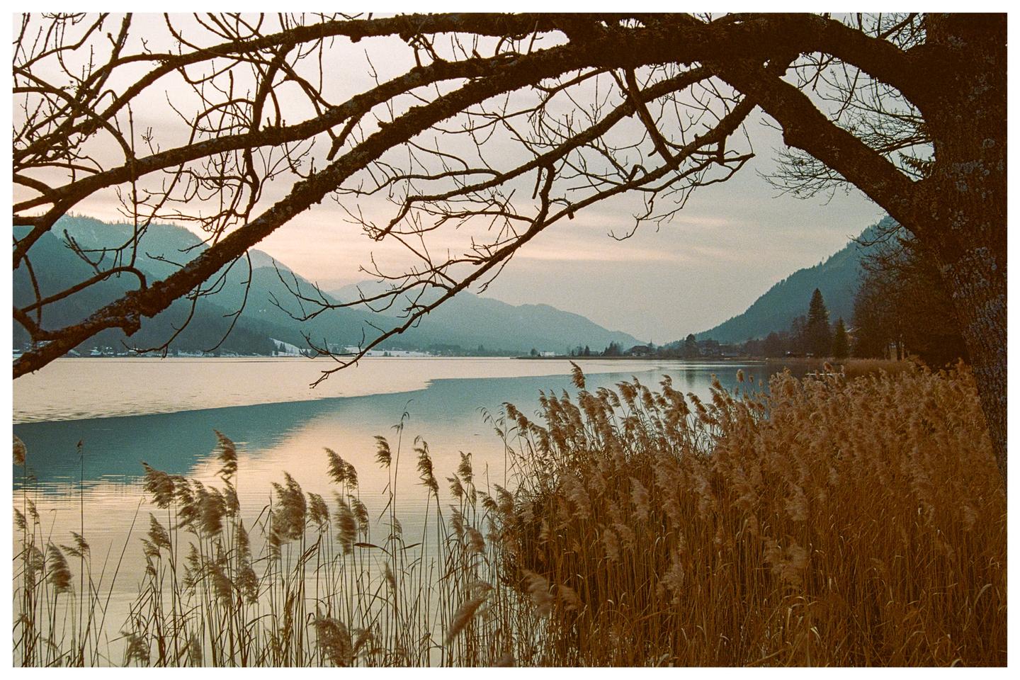 Bare tree branches frame a lake with mountains in the background and tall grass in the foreground.