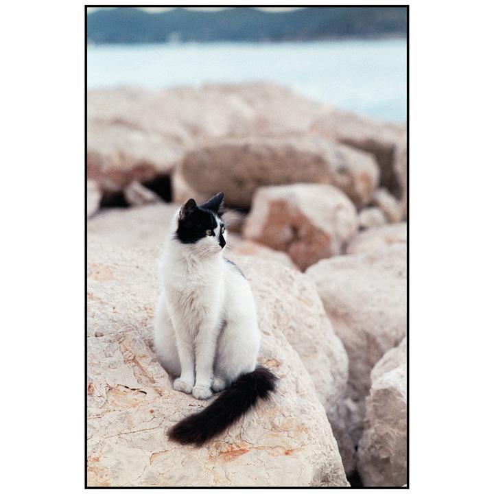 A black and white cat sits on a rock by the sea.