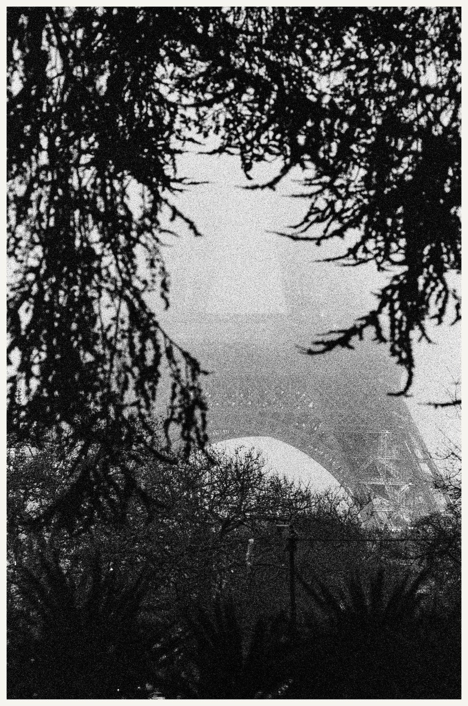 The Eiffel Tower is visible through a frame of dark foliage on a foggy morning.