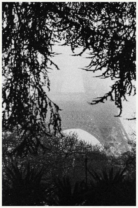 The Eiffel Tower is visible through a frame of dark foliage on a foggy morning.