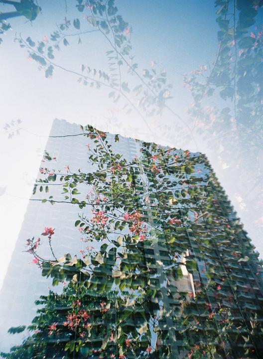 A double exposure shows a flowering tree branch superimposed over a modern building with a blue sky.