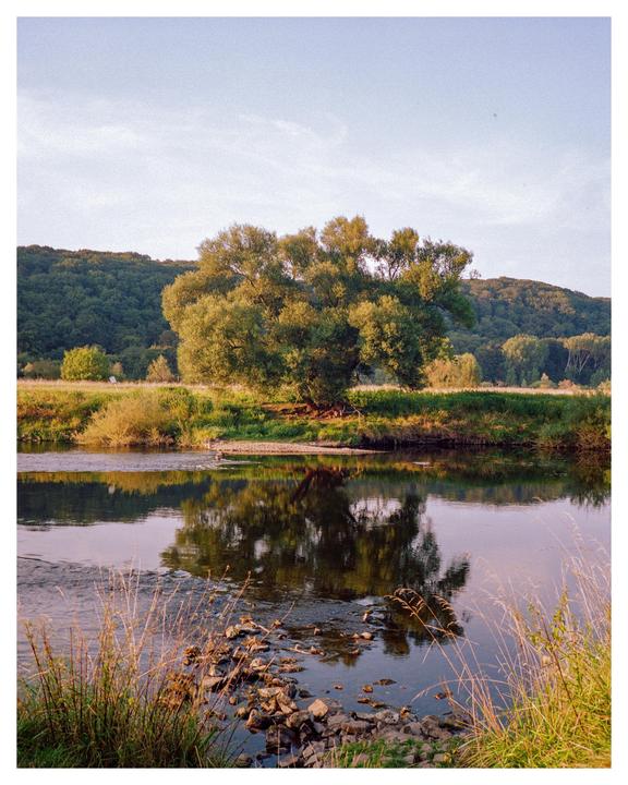 A large tree with green foliage stands on the bank of a river, reflecting in the water, with a forested hill in the background.