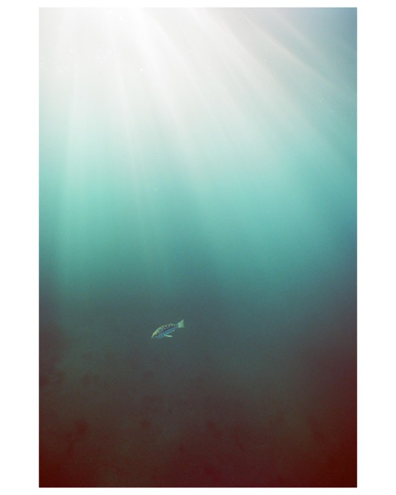 A single fish swims in deep blue water with rays of light shining from the surface.
