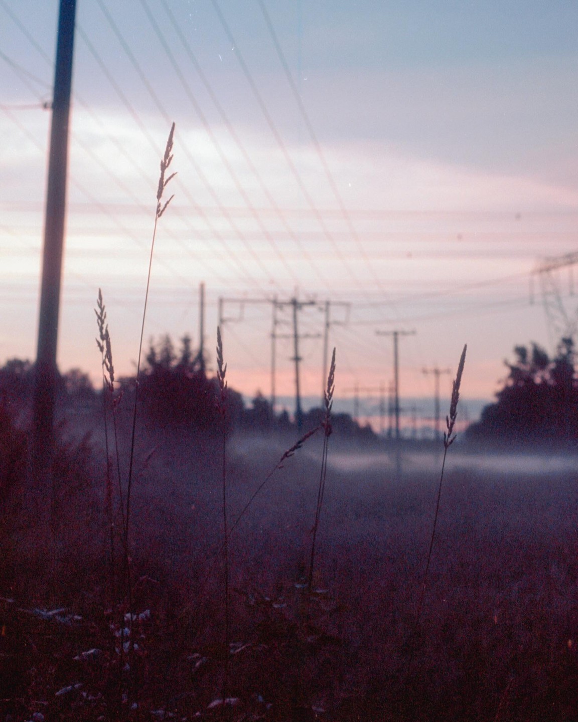 Tall grass stands in a field with power lines and fog in the distance under a colorful sky.