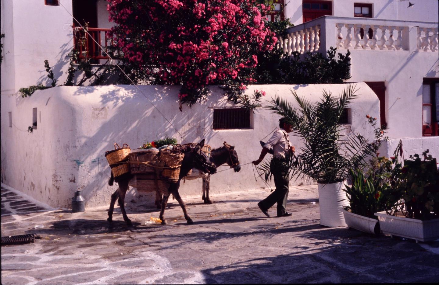 A man leads two donkeys laden with baskets down a narrow street lined with white buildings and flowering bushes.