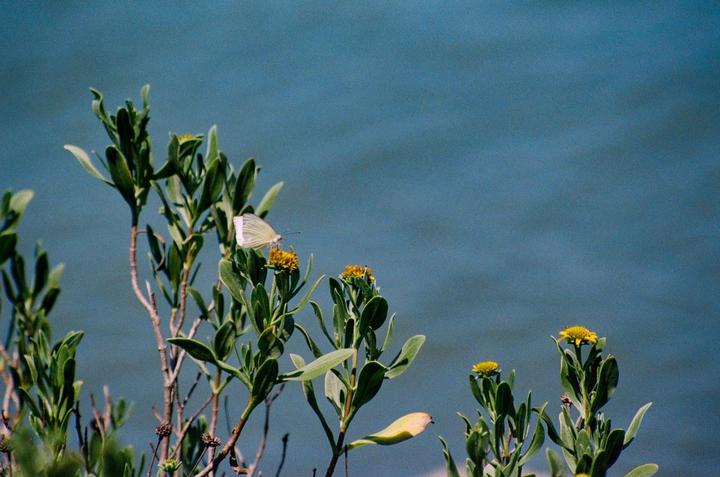 A white butterfly rests on a yellow flower with green foliage in the foreground and a blue body of water in the background.