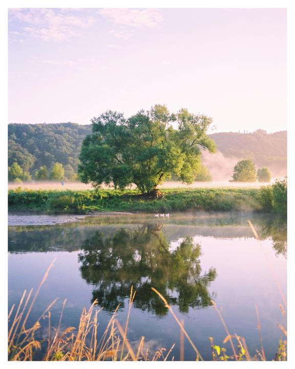 A large tree stands by a river with mist rising from the grassy bank and hills in the background.