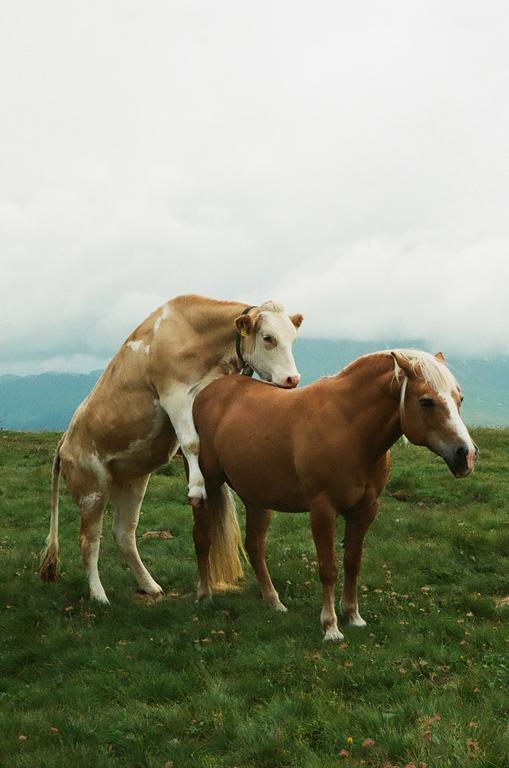 A cow mounts a horse in a grassy field under a cloudy sky.