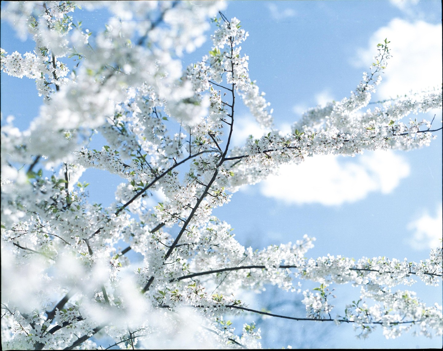 White blossoms on tree branches are set against a bright blue sky with white clouds.