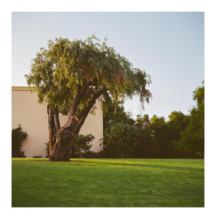 A large California pepper tree stands in a grassy field next to a building.
