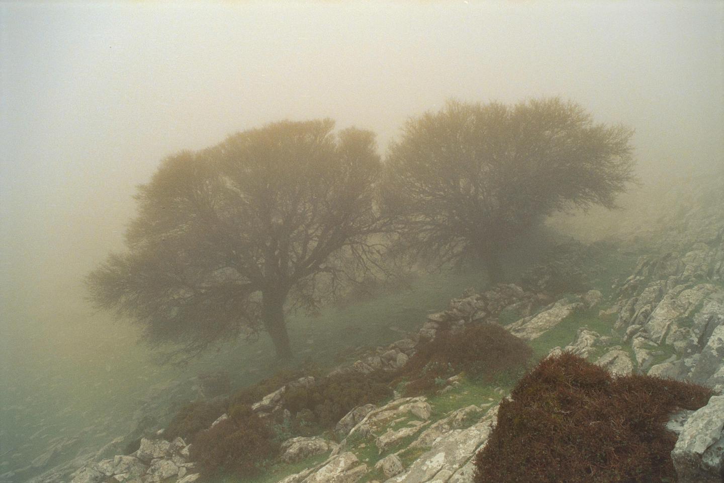 Two trees stand on a rocky, grassy hillside shrouded in fog.