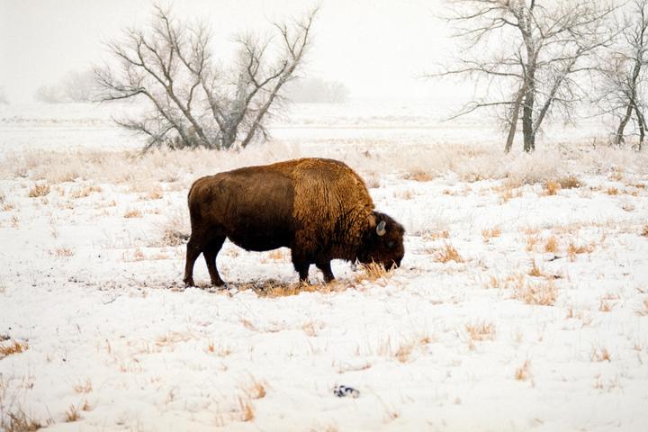 A bison grazes in a snow-covered field with bare trees in the background.