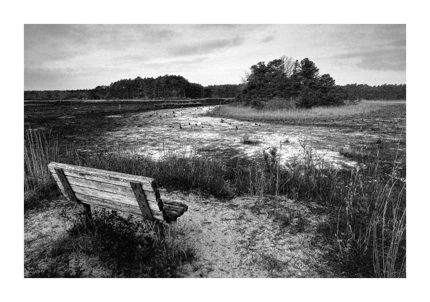 A wooden bench sits in the foreground of a marshy landscape with trees in the distance under a cloudy sky.
