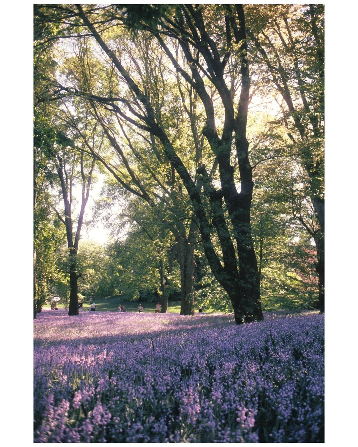 A field of purple flowers is visible under tall trees with sunlight filtering through the leaves.