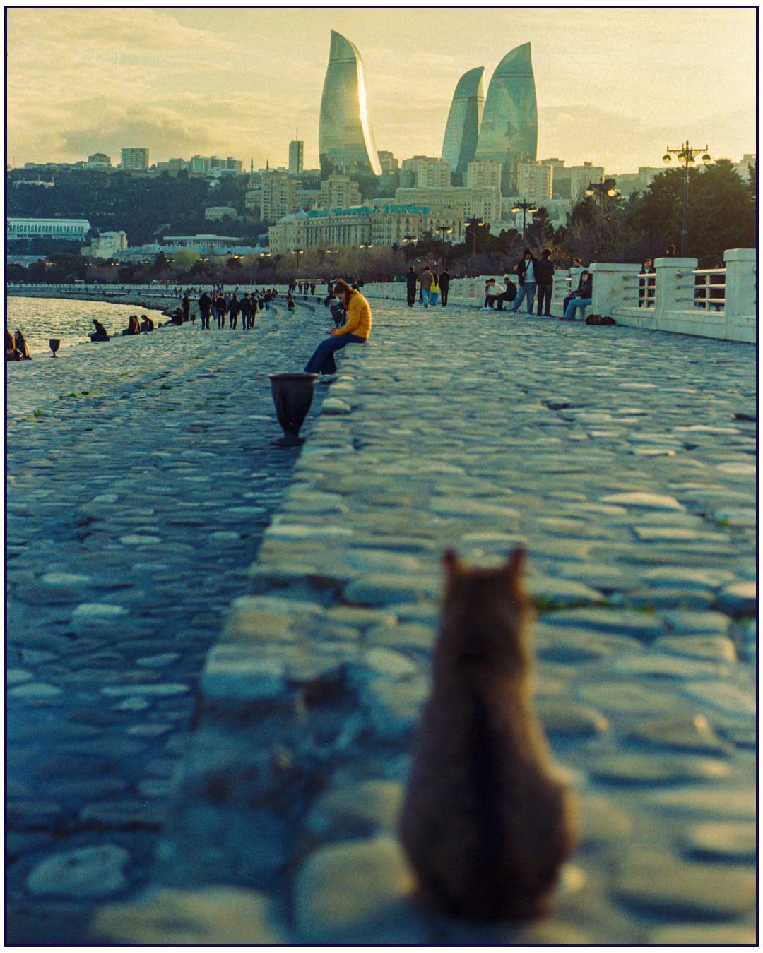 A cat sits on a cobblestone path overlooking a city with modern skyscrapers and a body of water.