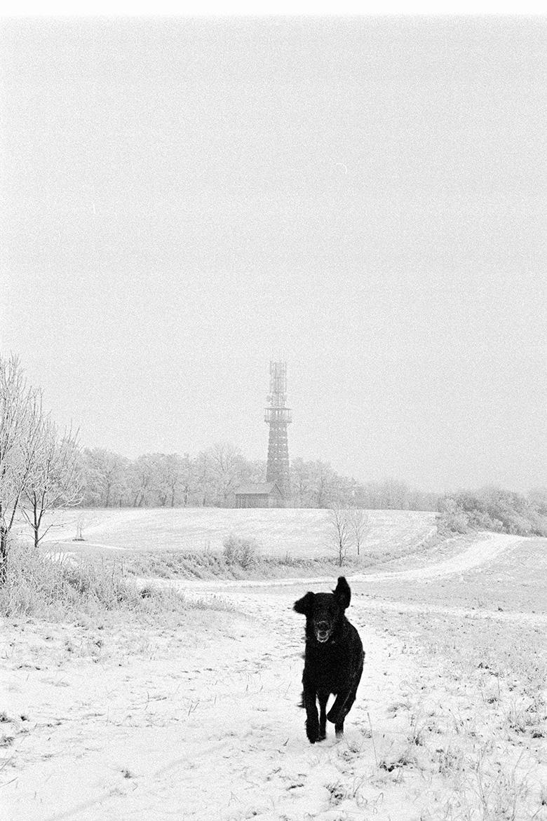 A black dog runs through a snow-covered field with a tower in the distance.