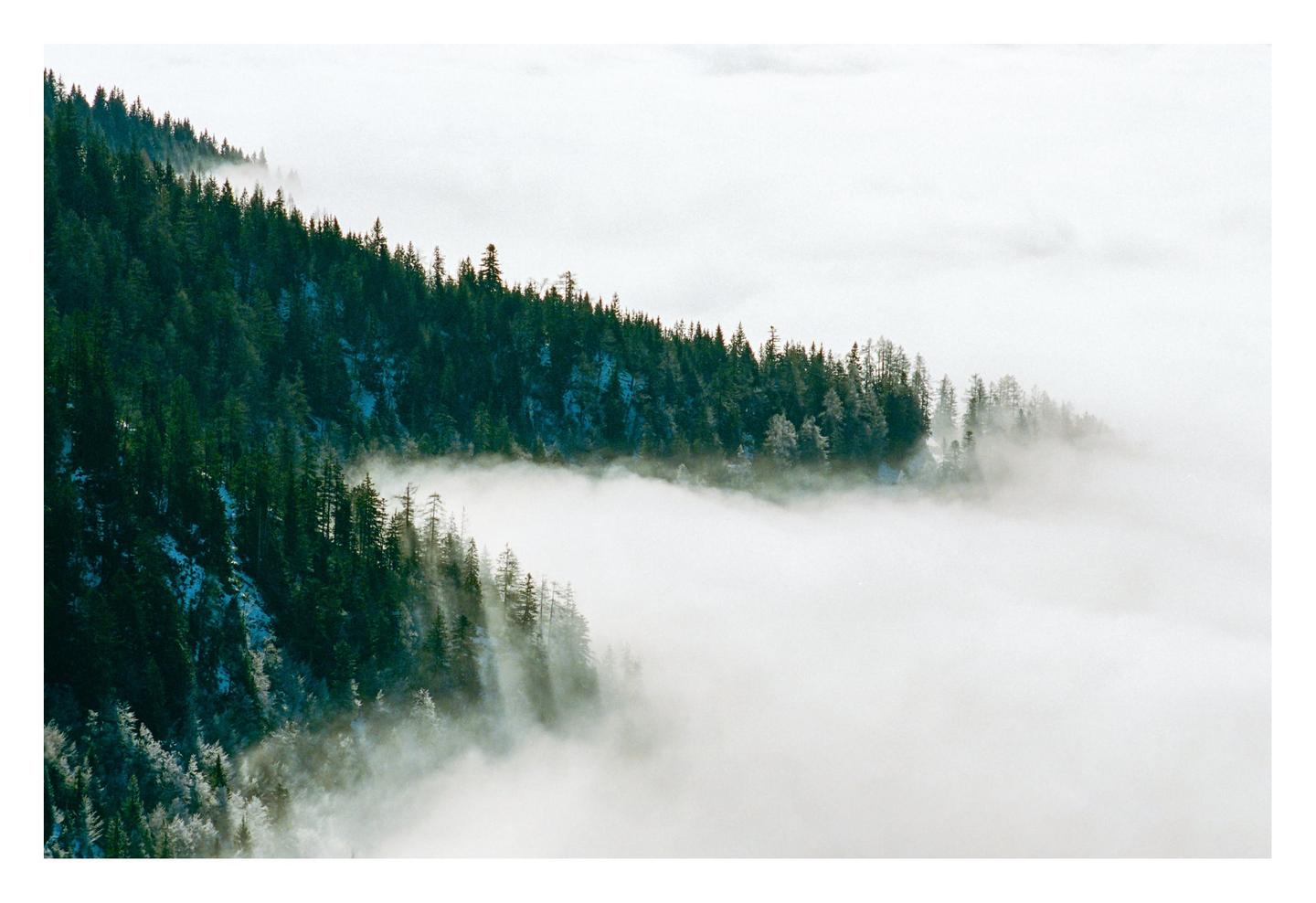 A dense forest of pine trees emerges from a thick layer of fog.
