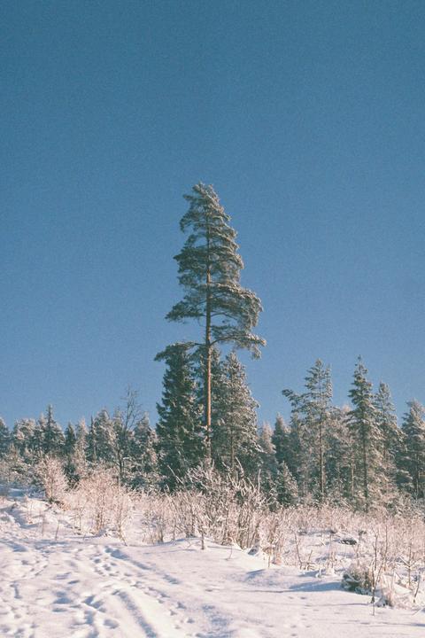 A tall pine tree stands against a clear blue sky, surrounded by a snow-covered forest.