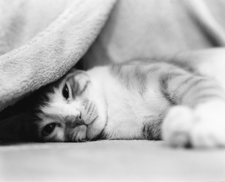 A cat lies on its side with a blanket partially covering its head.