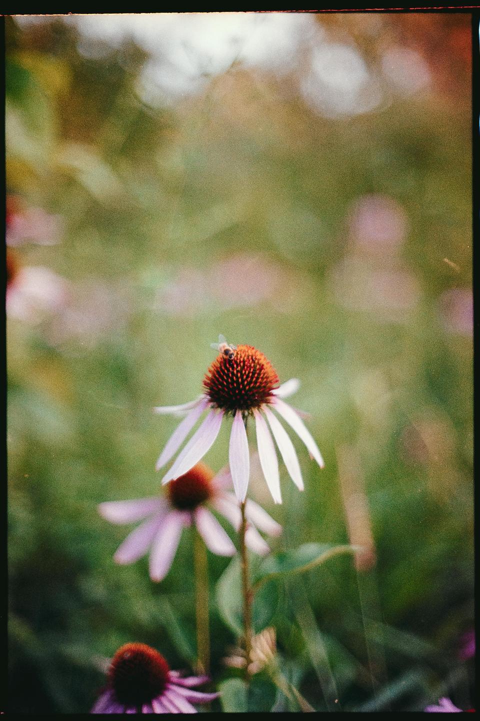 A bee is perched on a purple coneflower with other coneflowers blurred in the background.
