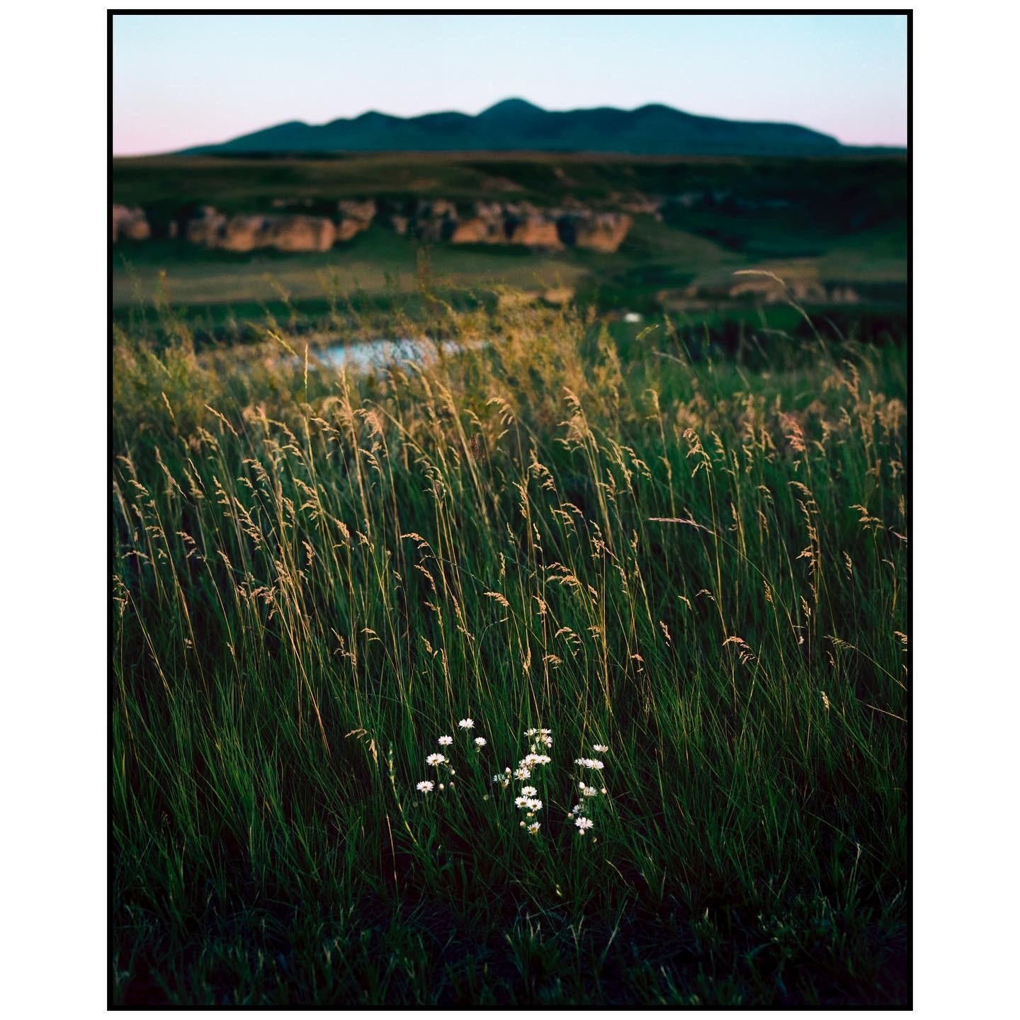 A cluster of small white flowers grows in tall grass with mountains in the background.