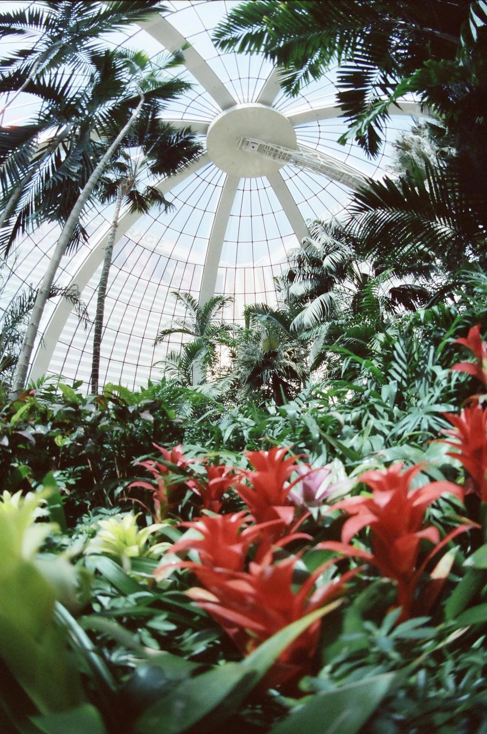 Red and yellow bromeliads are in the foreground of a greenhouse with palm trees and a glass domed roof.
