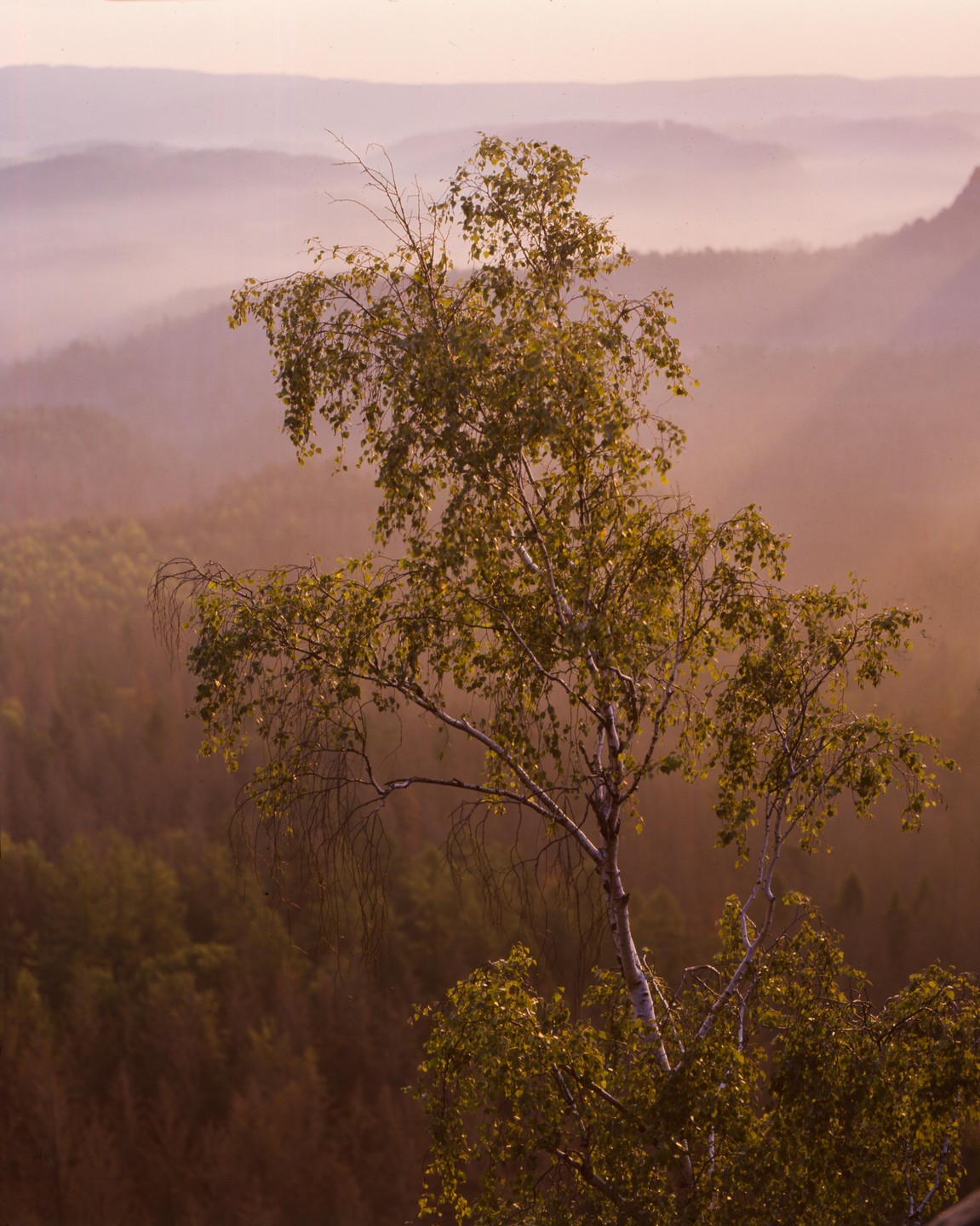 A birch tree stands in the foreground with hazy mountains and forest in the background.